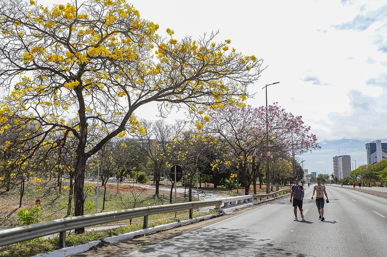 Avenida com ipês amarelos e rosas floridos e pessoas caminhando