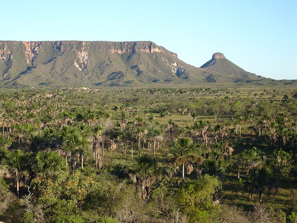 Vereda com buritis e uma serra ao fundo