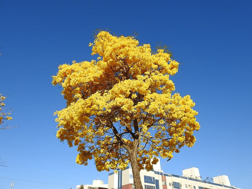 Copa de um ipê-amarelo totalmente florida contra o céu azul