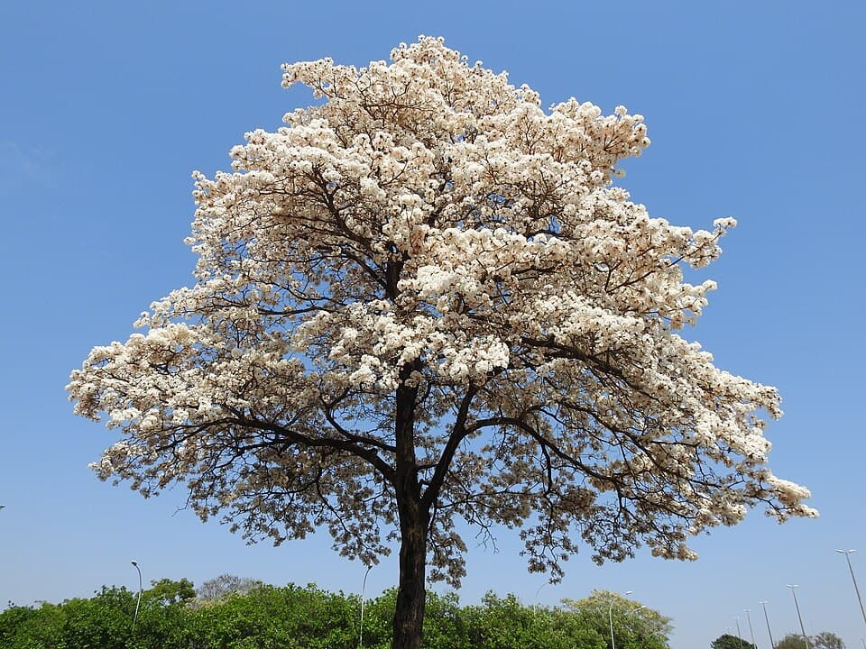 Ipê-branco florido contra o céu azul