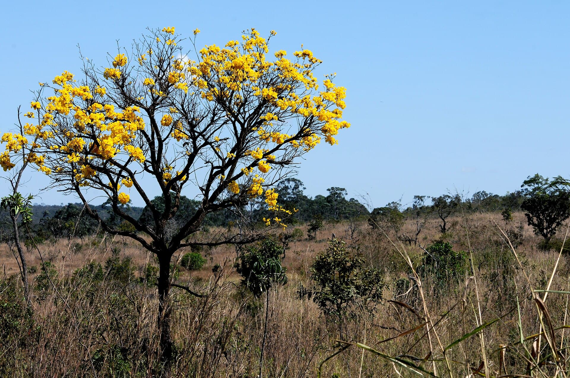 Ipê-amarelo florido em campo de Cerrado sob céu azul