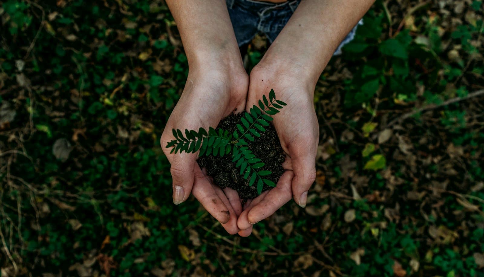 Mãos em concha seguram terra com uma pequena muda