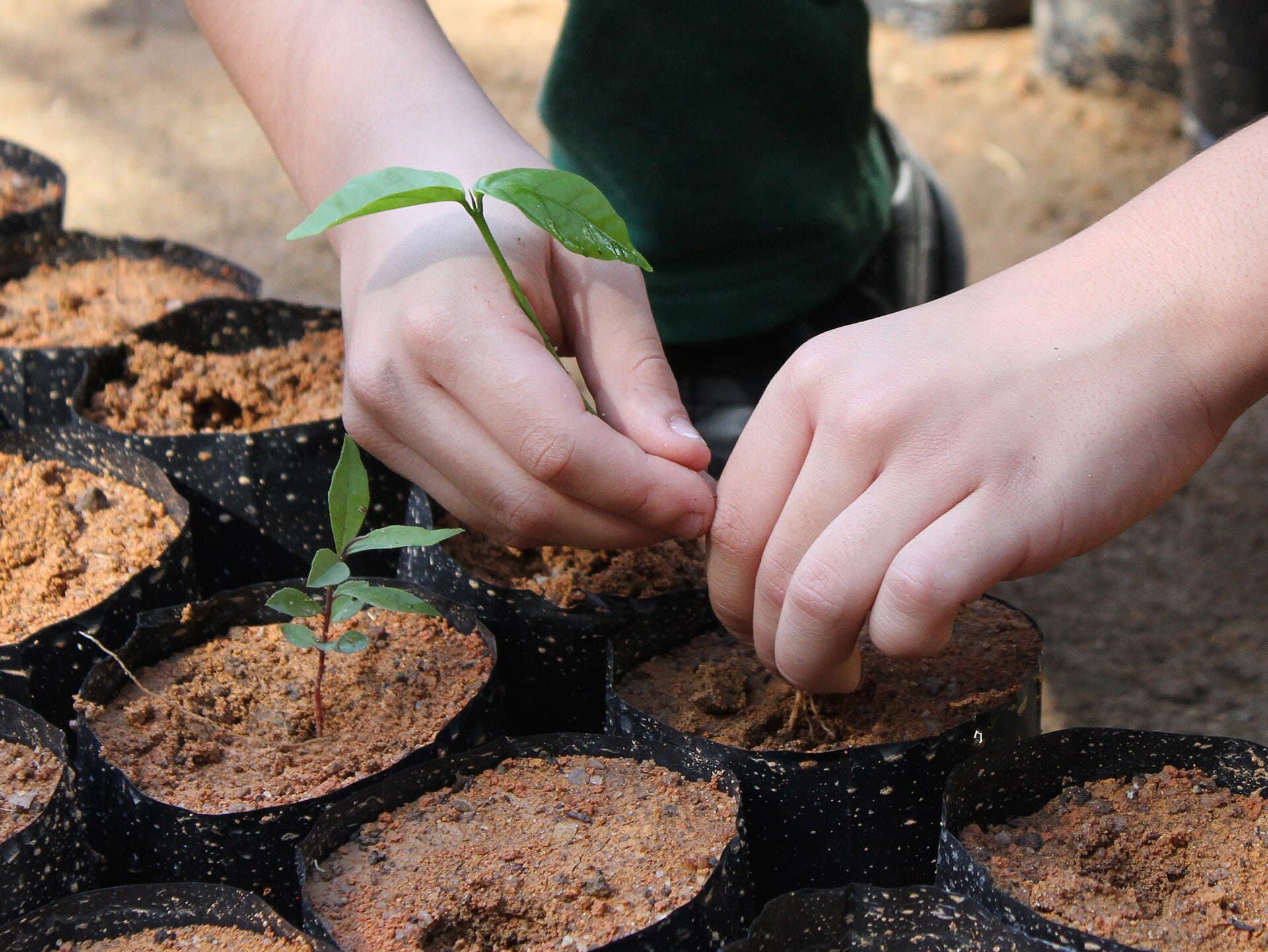 Mãos transplantam uma muda para um saquinho com terra avermelhada