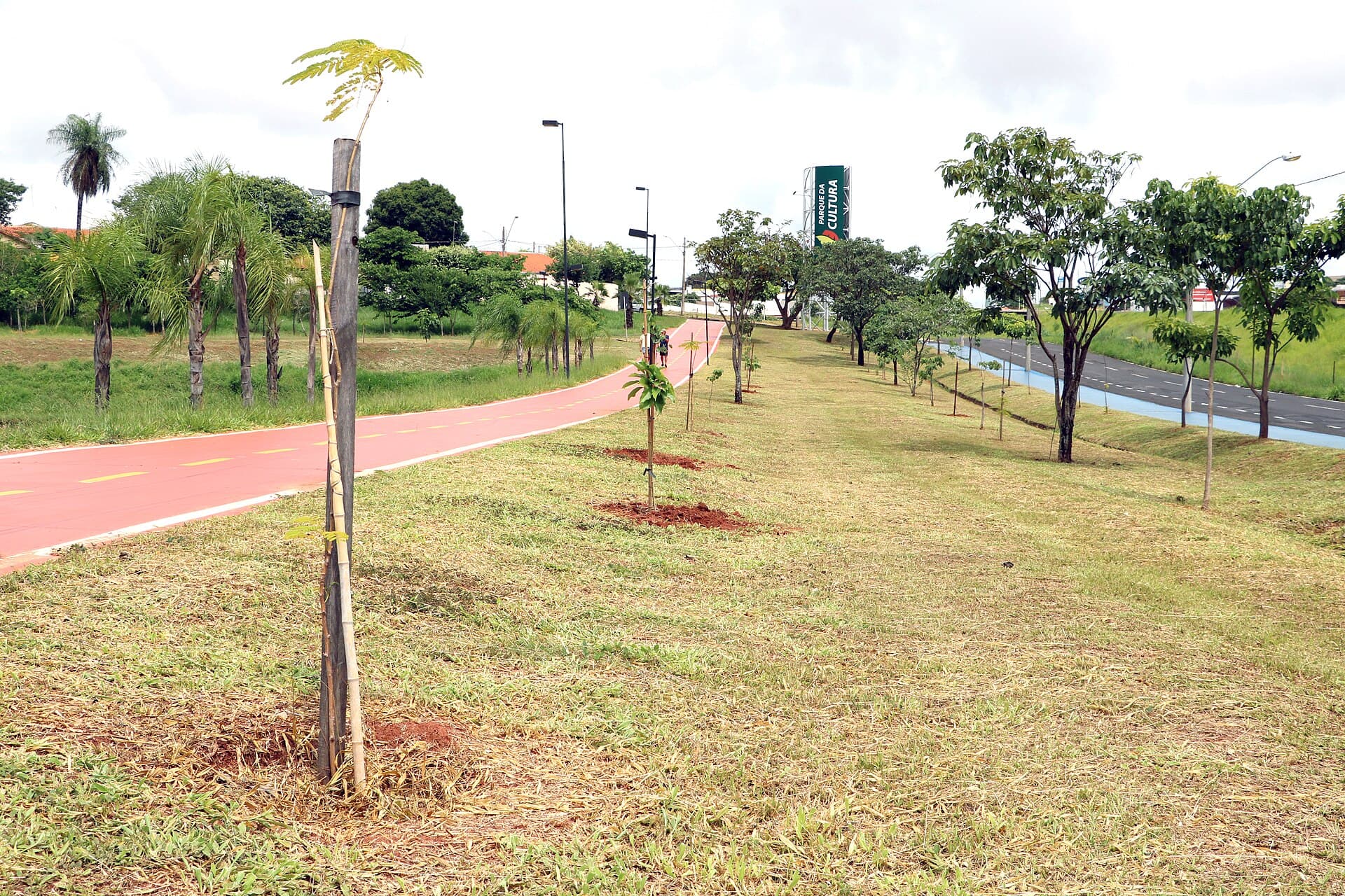 Mudas recém-plantadas e tutoradas ao longo de uma ciclovia